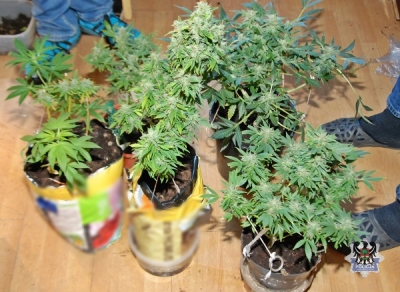 Policjanci przejęli 59 krzewów konopi i 2,3 tys. porcji narkotyków