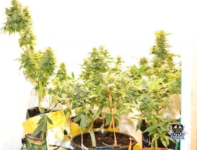Policjanci przejęli 59 krzewów konopi i 2,3 tys. porcji narkotyków - 0
