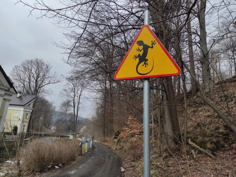 Zdjęcie dnia: Uwaga na... salamandry - fot. Karkonoski Park Narodowy