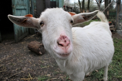 W legnickim mini zoo oczekują narodzin małych kóz