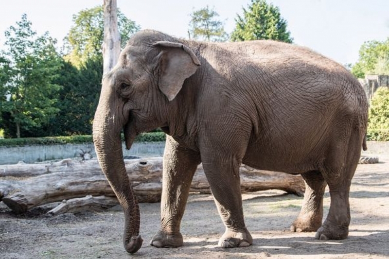 Nic się nie zmarnuje! Wrocławskie słonie tworzą... papier - fot. Wrocławskie ZOO