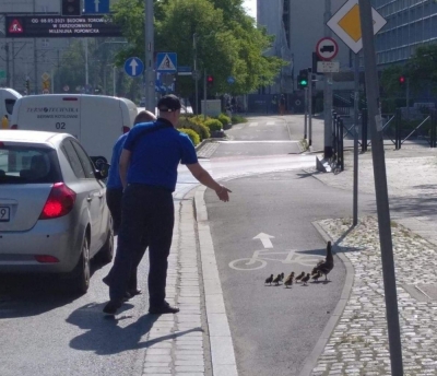Kaczki zatrzymały wrocławskie tramwaje [ZDJĘCIA]