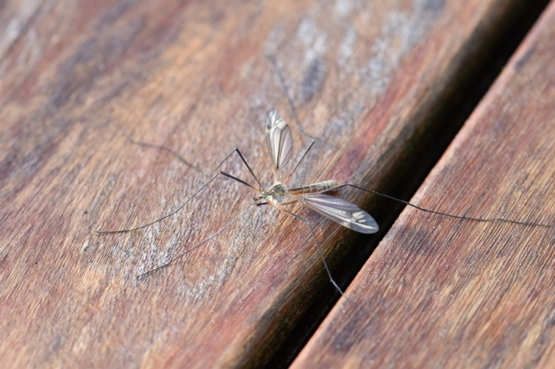Jak co roku Wrocław przygotowuje się do walki z komarami - fot. Pixabay (zdjęcie ilustracyjne)