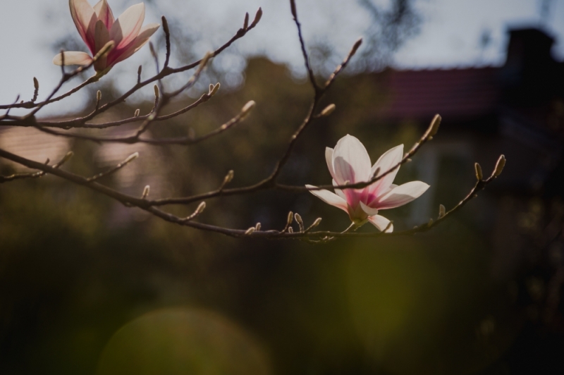 ZDJĘCIE DNIA: Magnolia - fot. Patrycja Dzwonkowska