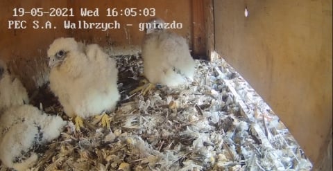 Wałbrzych: Zaobrączkowano cztery podloty sokoła wędrownego - 1