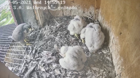 Wałbrzych: Zaobrączkowano cztery podloty sokoła wędrownego - 10