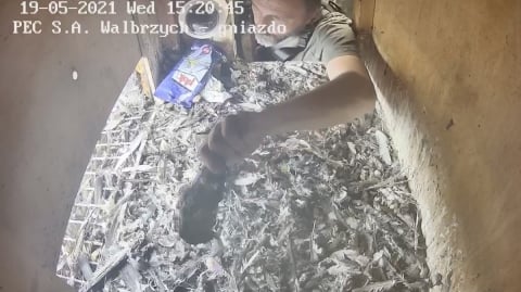 Wałbrzych: Zaobrączkowano cztery podloty sokoła wędrownego - 11
