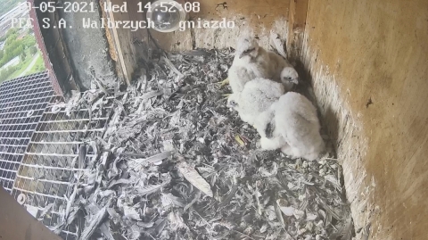 Wałbrzych: Zaobrączkowano cztery podloty sokoła wędrownego - 12