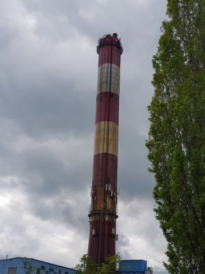 Wałbrzych: Zaobrączkowano cztery podloty sokoła wędrownego - 17
