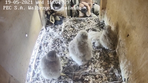 Wałbrzych: Zaobrączkowano cztery podloty sokoła wędrownego - 3
