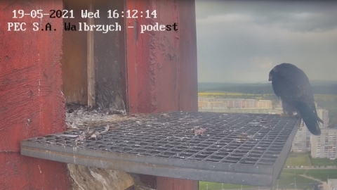 Wałbrzych: Zaobrączkowano cztery podloty sokoła wędrownego - 2