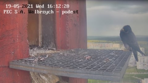 Wałbrzych: Zaobrączkowano cztery podloty sokoła wędrownego - 4