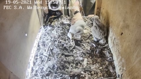 Wałbrzych: Zaobrączkowano cztery podloty sokoła wędrownego - 5