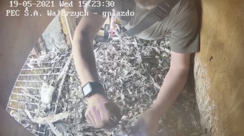 Wałbrzych: Zaobrączkowano cztery podloty sokoła wędrownego - 7
