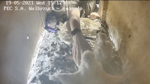 Wałbrzych: Zaobrączkowano cztery podloty sokoła wędrownego - 8