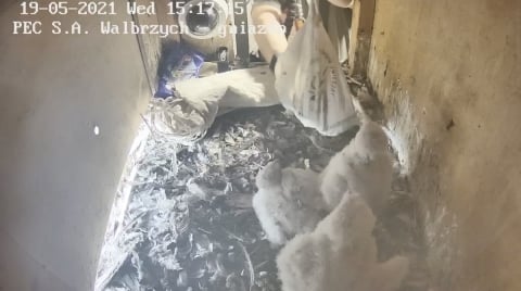 Wałbrzych: Zaobrączkowano cztery podloty sokoła wędrownego - 9