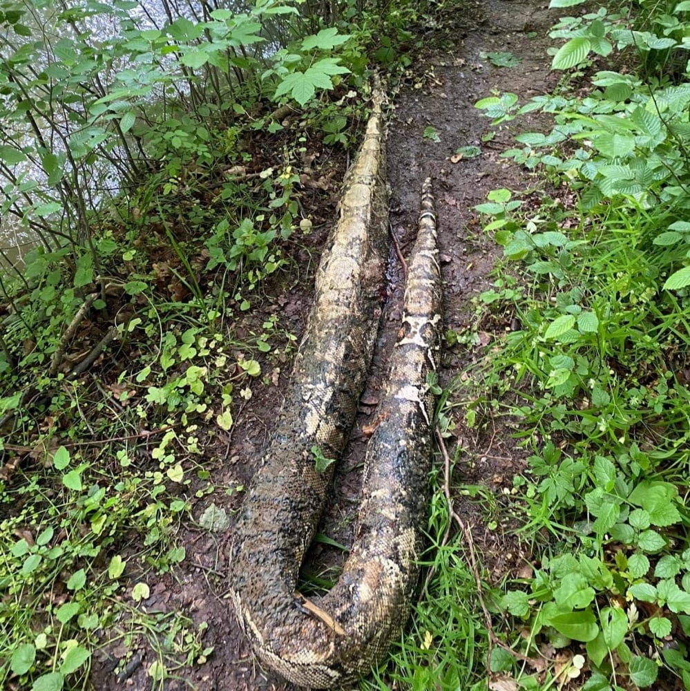 Martwy wąż dusiciel znaleziony w Bystrzycy  - Fot. Użyczone 