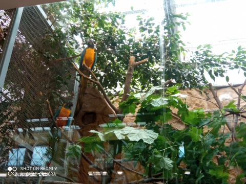 Po remoncie znów działa ptaszarnia we wrocławskim ZOO - 0