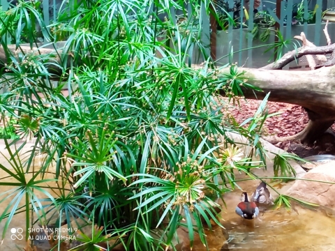 Po remoncie znów działa ptaszarnia we wrocławskim ZOO - 1