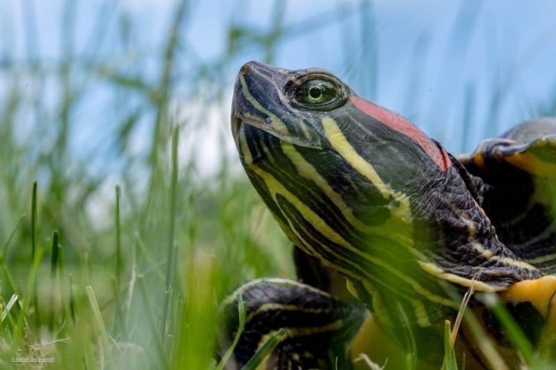 Żółwie z fosy! Egzotyczne gady wyprowadzą się z Wrocławia - Fot: Aleksandra Kolanek, Bartłomiej Gorzkowski