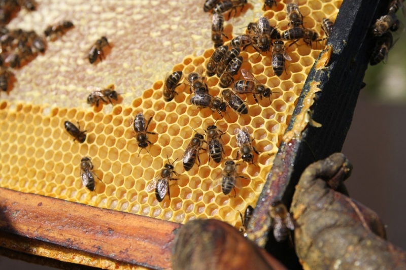 Choć uli nam nie ubywa, to zmniejsza się liczba pszczół  - fot. Pixabay