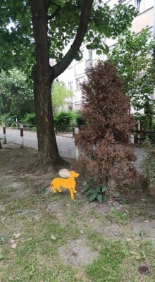 Wrocław: Mieszkańcy Przedmieścia Oławskiego walczą z psimi kupami - 1