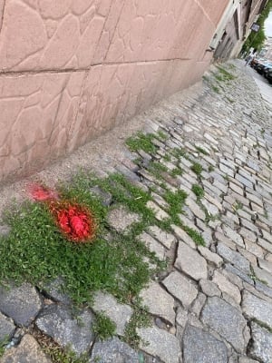 Wrocław: Mieszkańcy Przedmieścia Oławskiego walczą z psimi kupami - 2