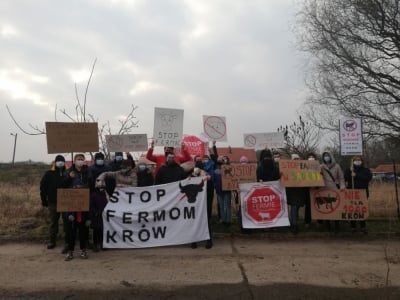 Opinia środowiskowa w sprawie fermy kr&oacute;w w Sadkowie nie pozostawia złudzeń