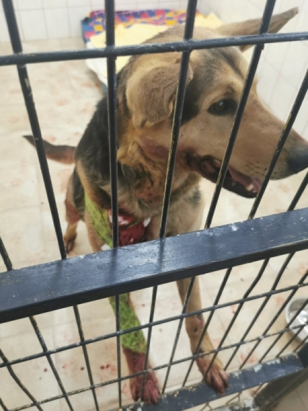 Jest akt oskarżenia w sprawie sołtys Wirek, która znęcała się nad swoim psem - fot. Fundacja Mam Pomysł