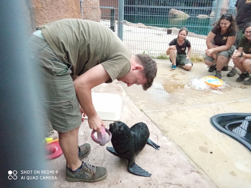 Kotik Bruno podbija serca pracowników wrocławskiego zoo  - fot. Beata Makowska