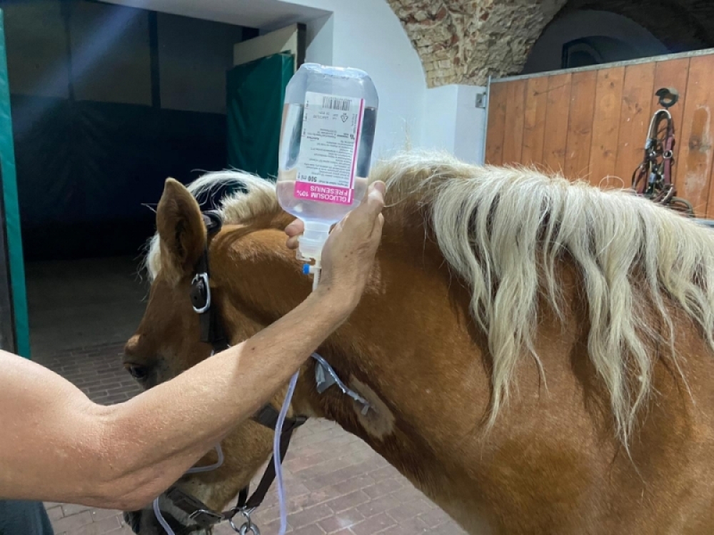 Nie udało się uratować konia, którego odebrano byłemu dyrektorowi wrocławskiego zoo - fot. Ekostraż