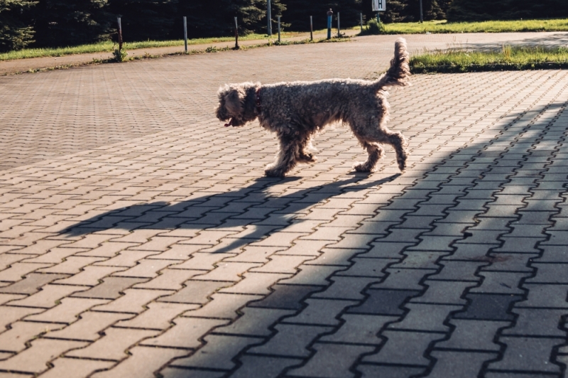 Zwierzaków przybywa, chętnych brak - schronisko w Świdnicy apeluje o pomoc - fot. Patrycja Dzwonkowska