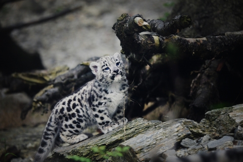 Pantery śnieżne wybierają się na swój pierwszy spacer we wrocławskim zoo [FOTO] - 0