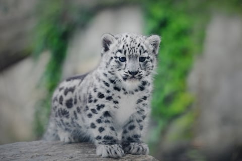Pantery śnieżne wybierają się na swój pierwszy spacer we wrocławskim zoo [FOTO] - 1