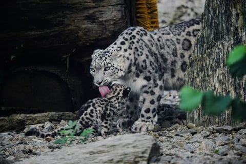 Pantery śnieżne wybierają się na swój pierwszy spacer we wrocławskim zoo [FOTO] - 3
