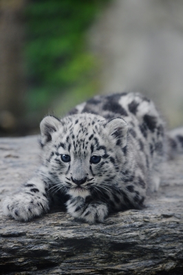Pantery śnieżne wybierają się na swój pierwszy spacer we wrocławskim zoo [FOTO] - 2