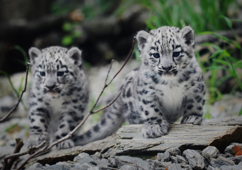 Pantery śnieżne wybierają się na swój pierwszy spacer we wrocławskim zoo [FOTO] - 4