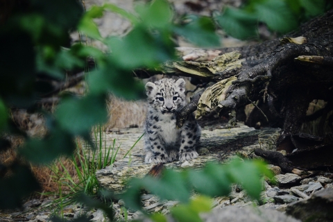 Pantery śnieżne wybierają się na swój pierwszy spacer we wrocławskim zoo [FOTO] - 5