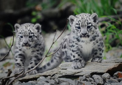 Pantery śnieżne wybierają się na sw&oacute;j pierwszy spacer we wrocławskim zoo [FOTO]
