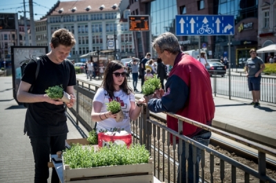 Będzie więcej zielonych przystanków we Wrocławiu