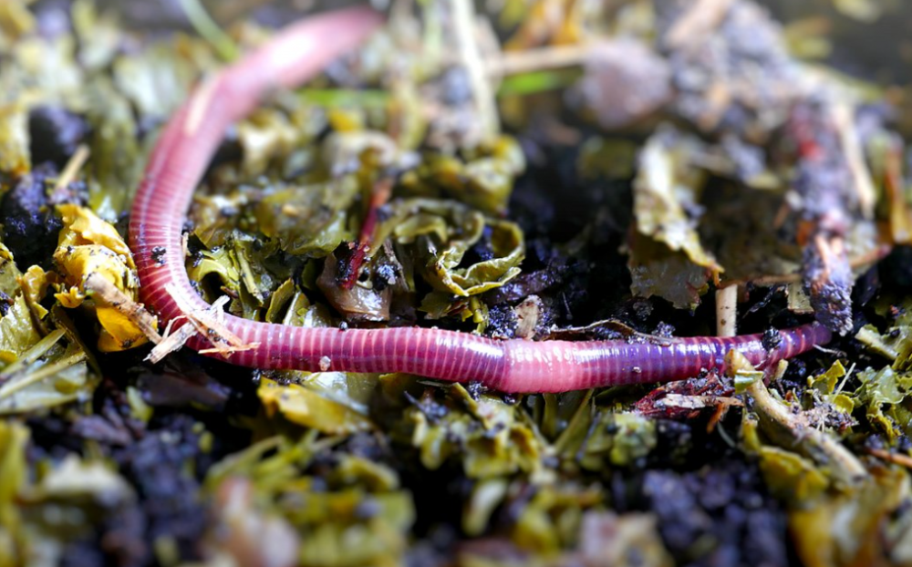 Kowary stawiają na robaki - fot. Wikipedia