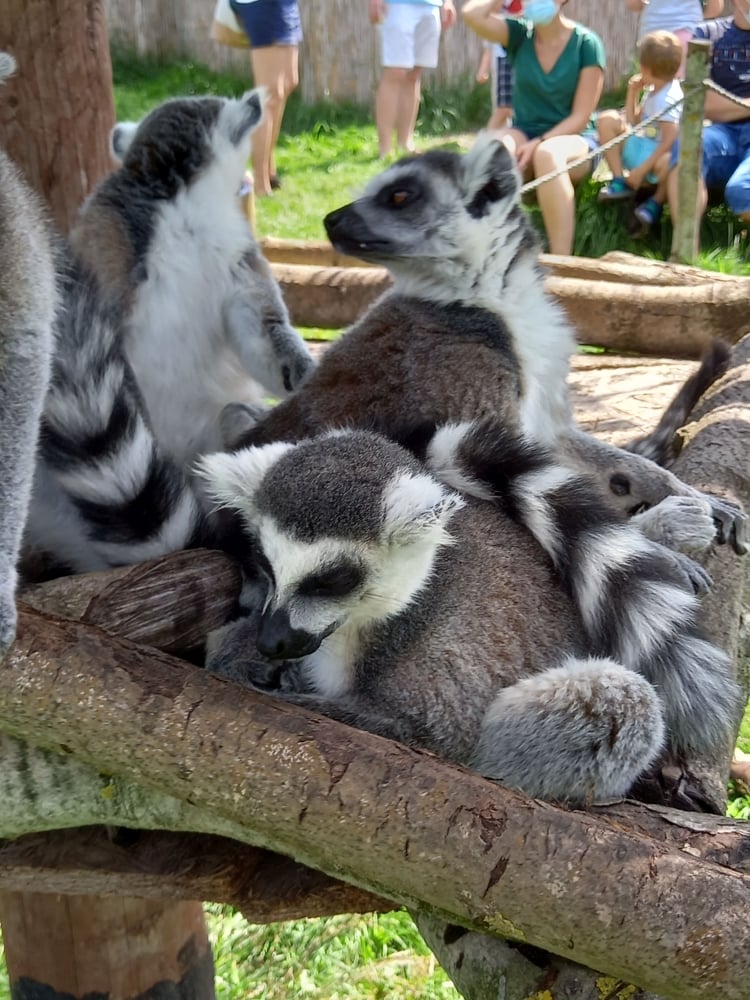 W Łącznej koło Mieroszowa ratują... lemury - fot. Zoo Łączna