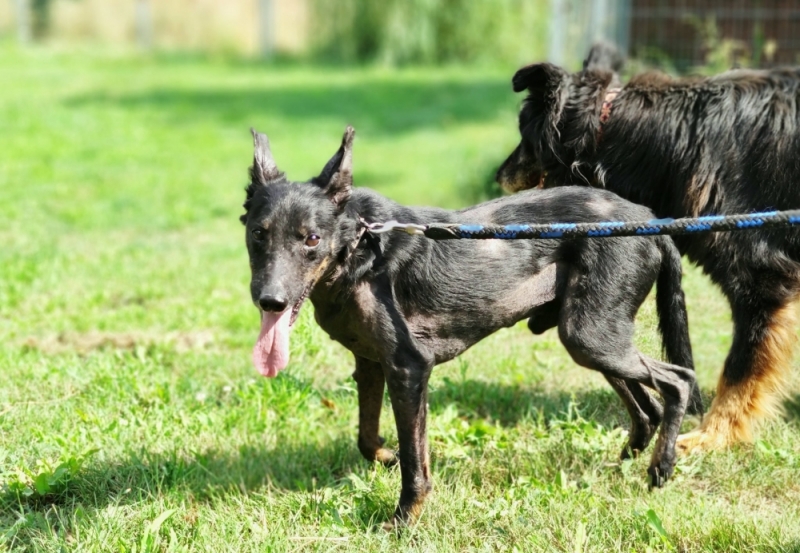 W Rakowie koło Oleśnicy zaginęły dwa psy - fot. Matuzalki Adopcje