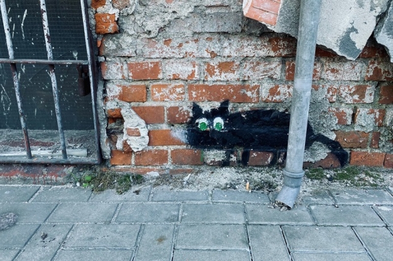 Zdjęcie dnia: Czarny kot, na szczęście - fot. P. Dzwonkowska