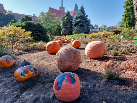 Dziś Święto Dyni w Ogrodzie Botanicznym - 6