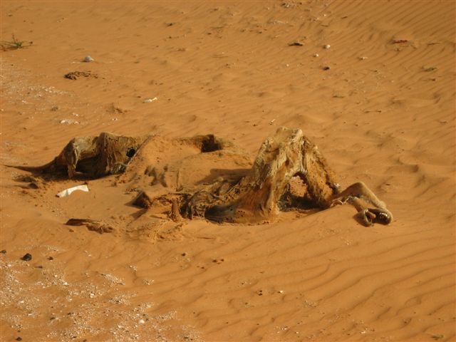 Paryż, Dakar i Australia - 13