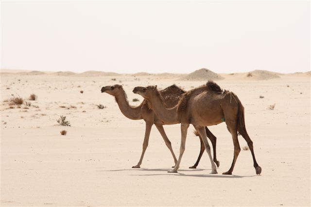 Paryż, Dakar i Australia - 7