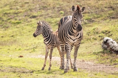 Rozbrykana jesień we wrocławskim zoo