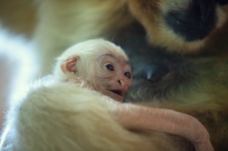 Kolejne sensacyjne narodziny we wrocławskim zoo – fot. mat. prasowe