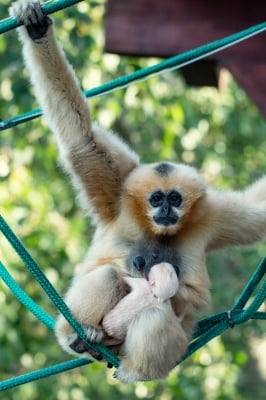 Kolejne sensacyjne narodziny we wrocławskim zoo - 1